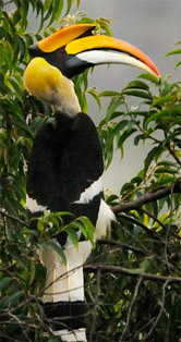 Afbeeldingsresultaat voor hornbill bird